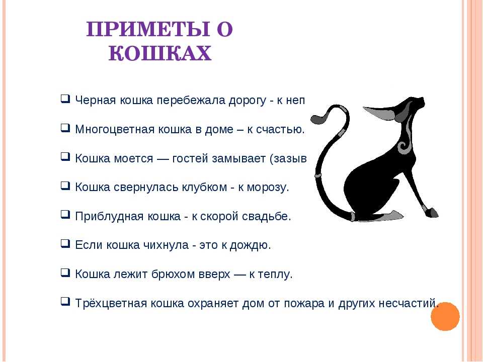 Можно ли спать с кошкой в одной постели: опрос