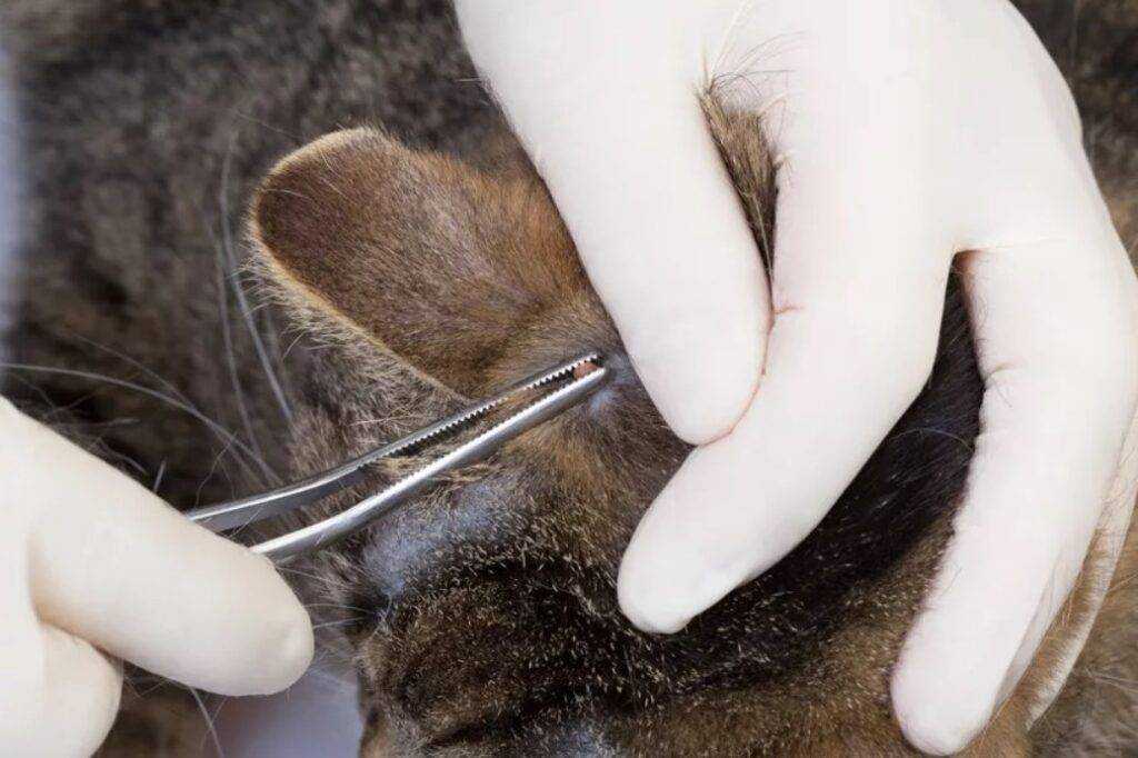 Как вытащить клеща у кошки или кота в домашних условиях, особенности помощи котенку и взрослому животному