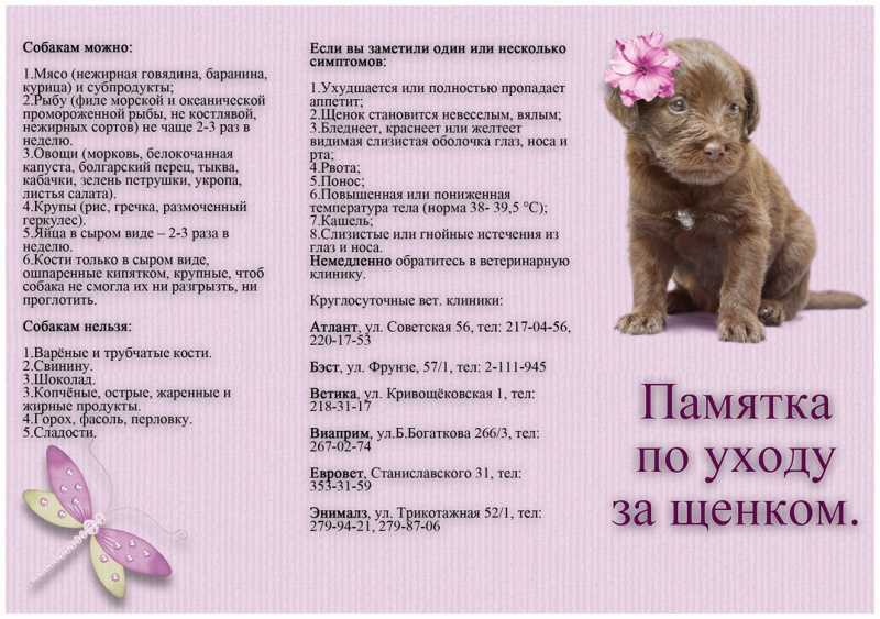 Щенок в доме первые дни: как подготовится и принять нового жильца