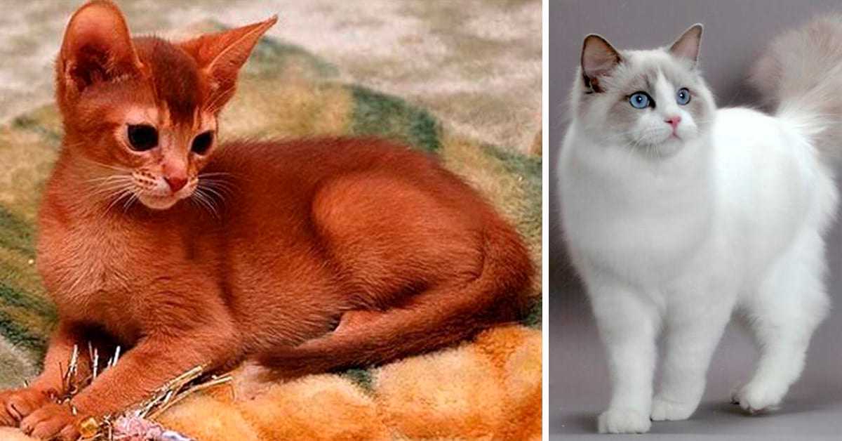 Самые ласковые породы кошек - топ милых, добрых, нежных, добрейших котят в мире, фото