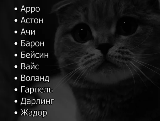 Как назвать кота мальчика ласково: красивые имена для котят