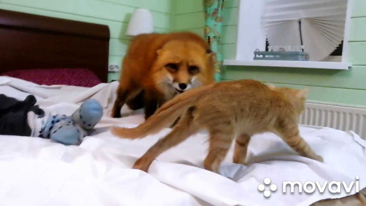 Лисы