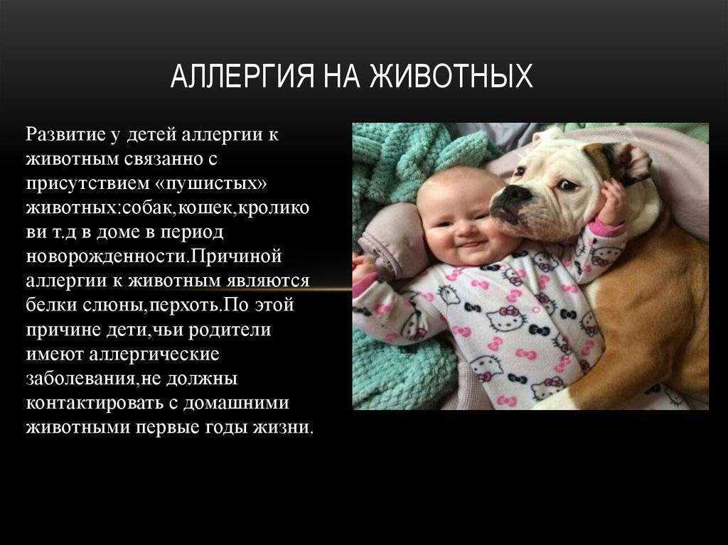 Как узнать, есть ли у ребенка аллергия на кошек