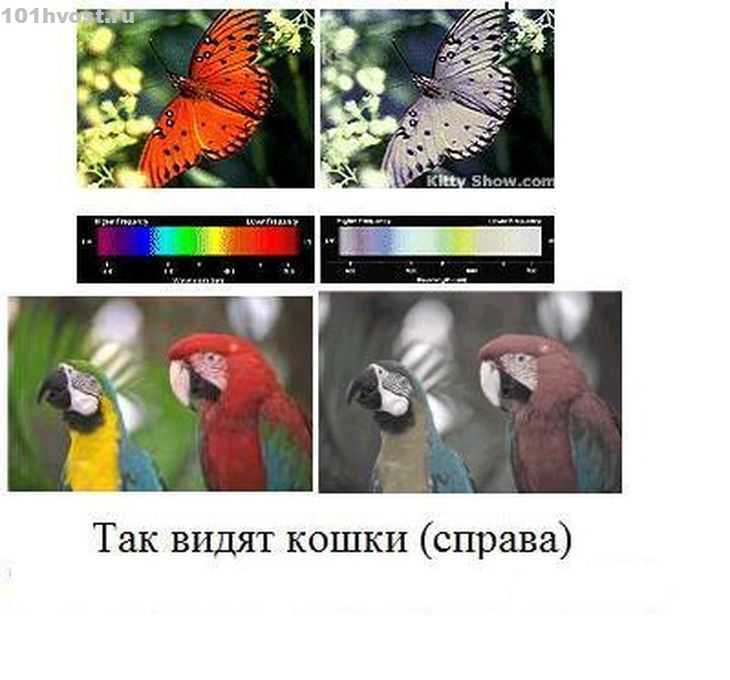 Как видят кошки: секреты и особенности восприятия животными окружающего мира