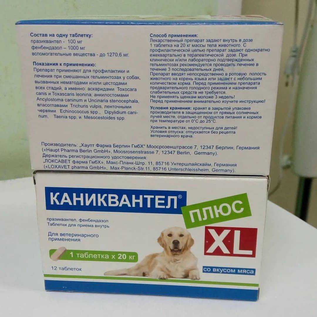 Каниквантел для кошек: инструкция по применению и профилактике
