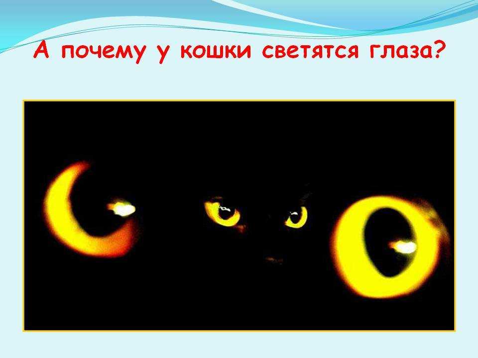 Почему у кошек светятся глаза в темноте?