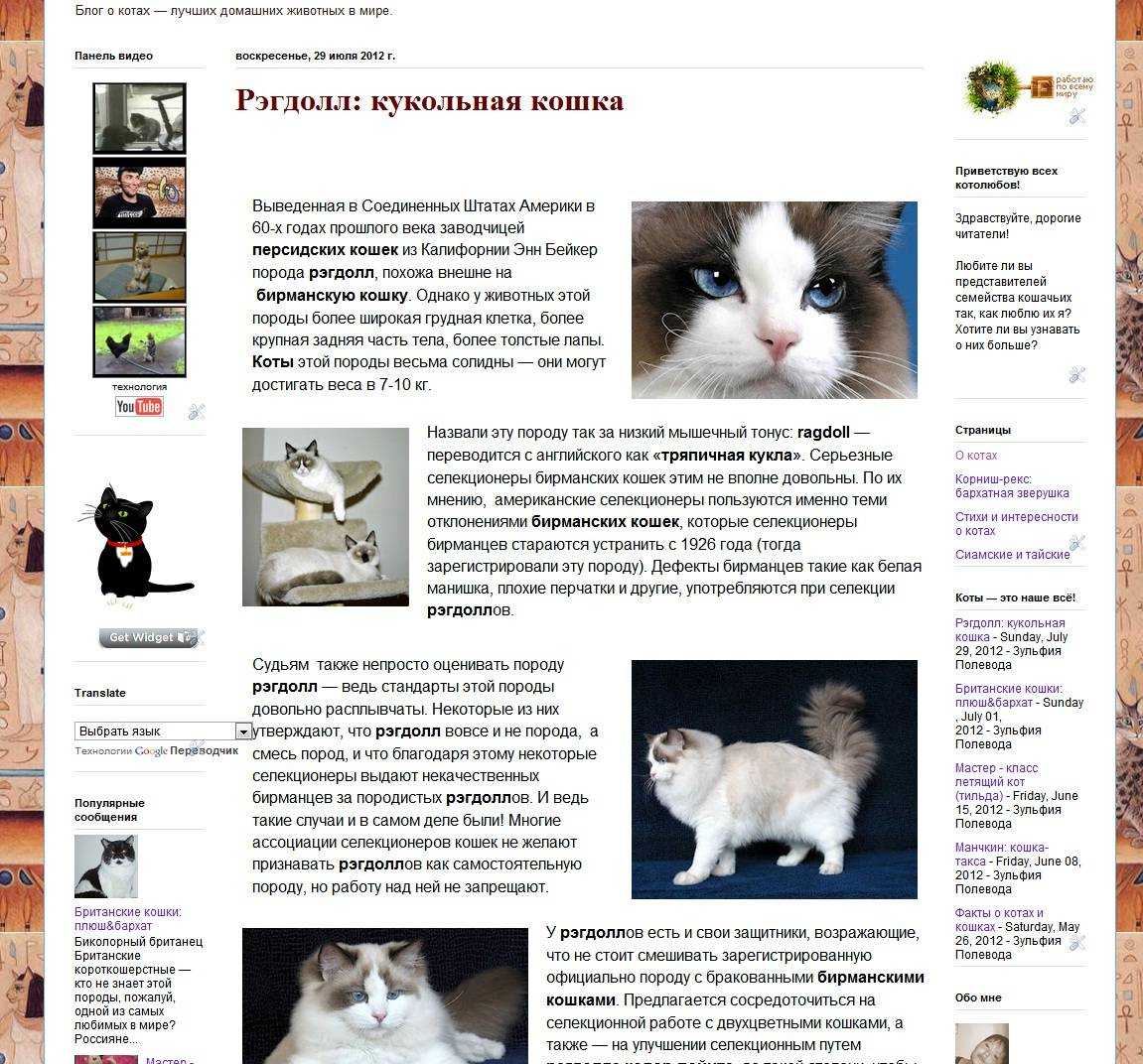 Рэгдолл - фото и описание породы кошек (характер, уход и кормление)