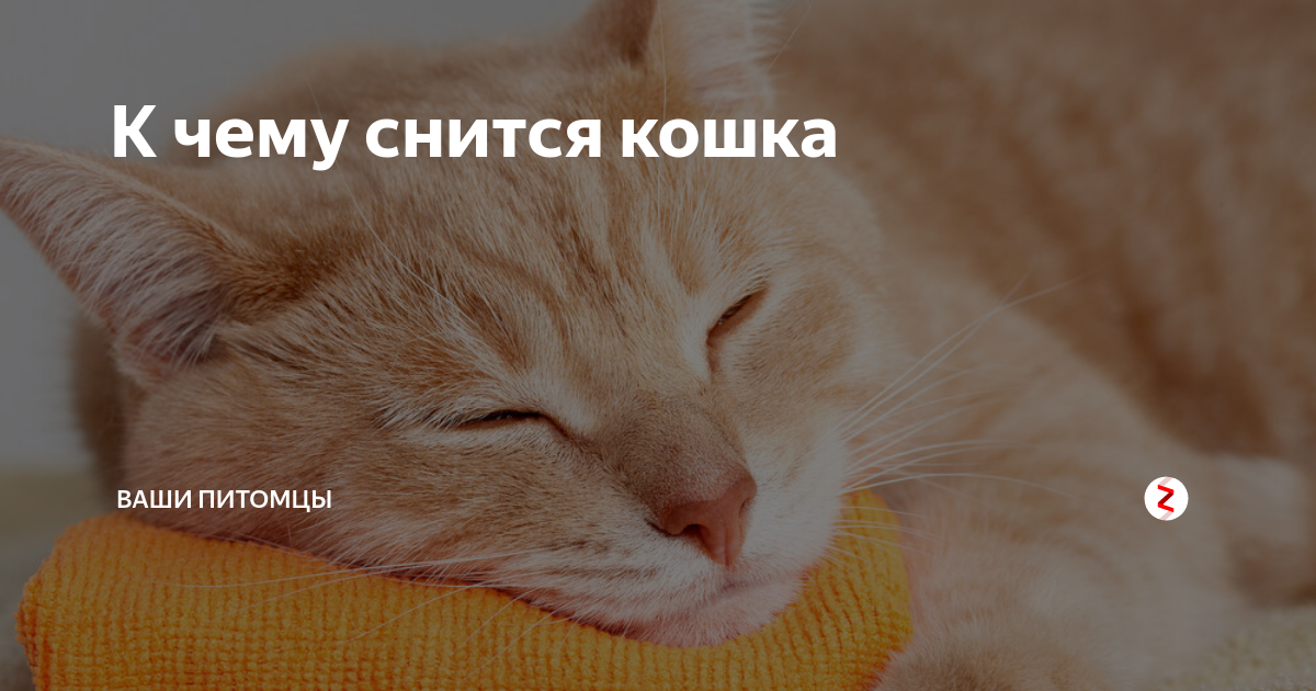 «кошка к чему снится во сне? если видишь во сне кошка, что значит?»