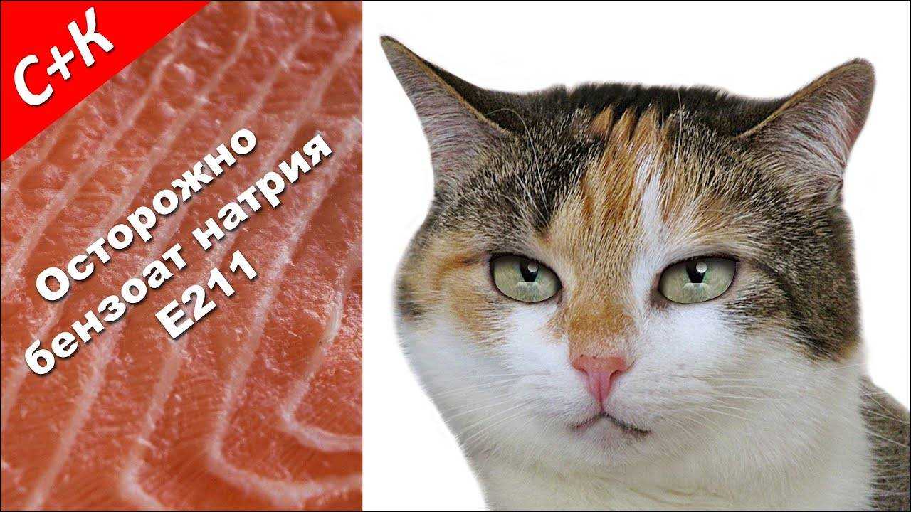 Как правильно кормить домашнего кота