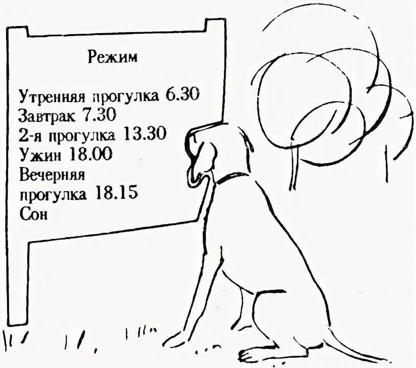 Собака агрессивна к ребёнку