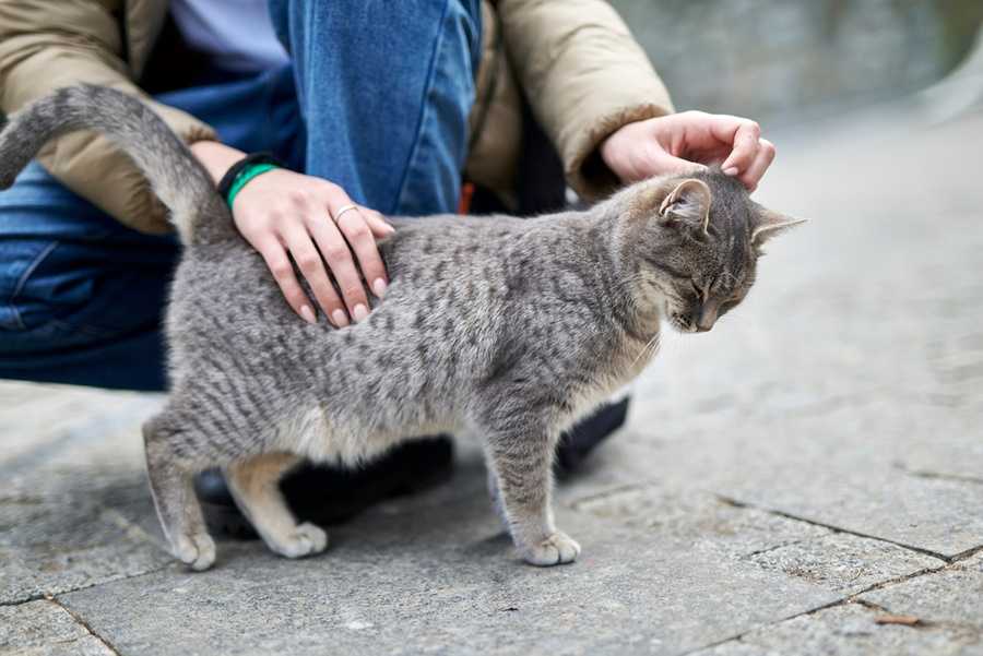 Почему кошка трется мордой об ноги хозяина : clubcat