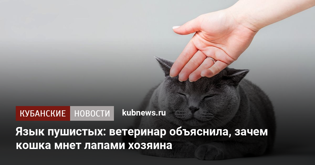 Почему кошки топчут нас лапками: восемь ответов на один вопрос