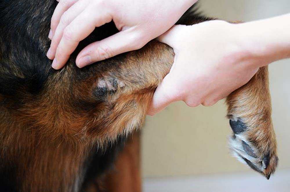 Рог у кошки на подушке. из-за чего появляются наросты на лапах у котов