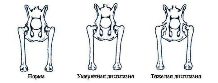 Дисплазия тазобедренных суставов у собак | ветеринарная клиника бэст в новосибирске