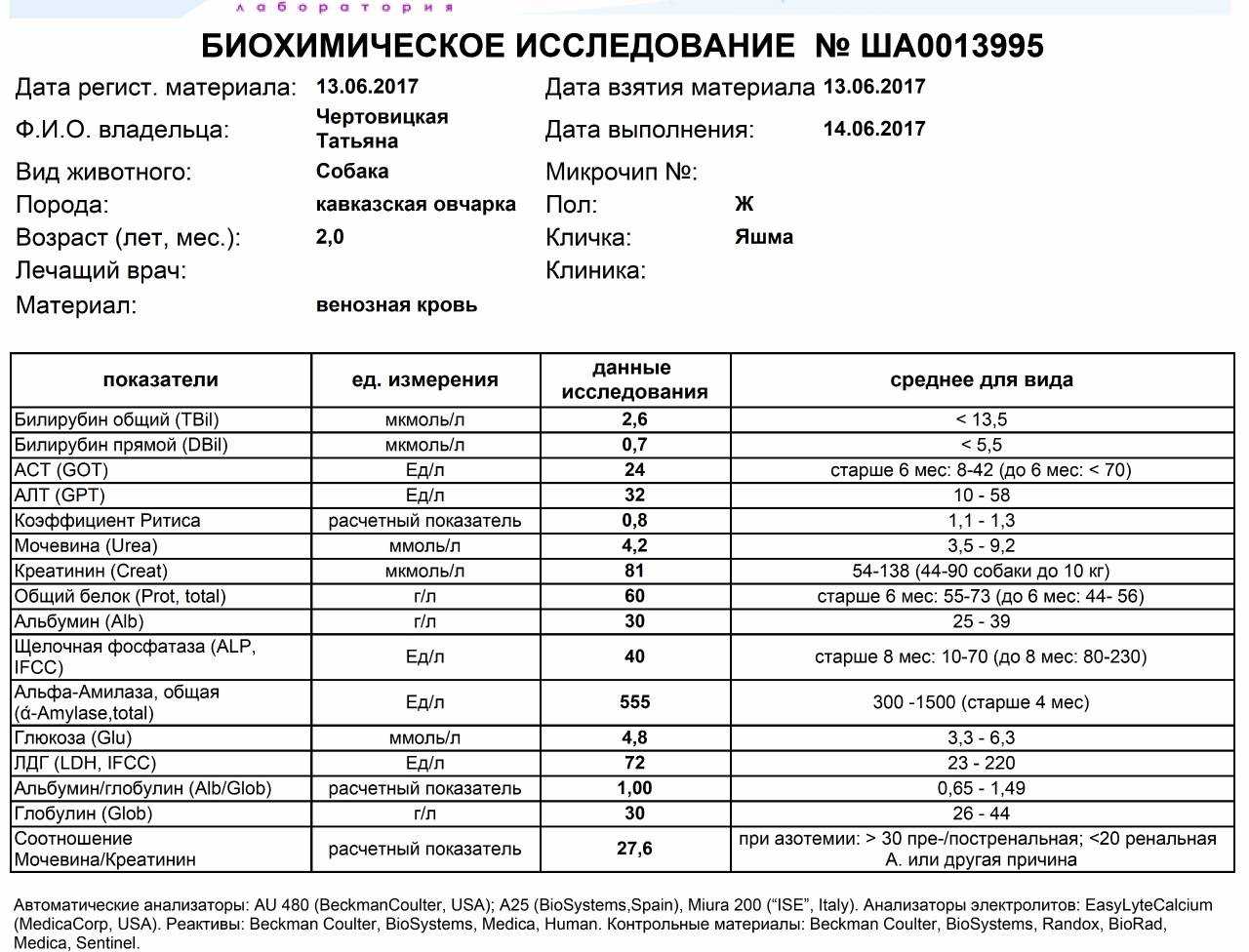 Липаза крови повышена у собаки – причины и возможные заболевания