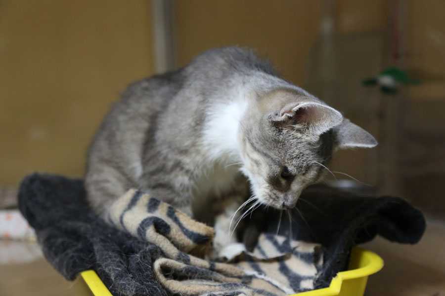 Кошка не кормит котят, что делать?