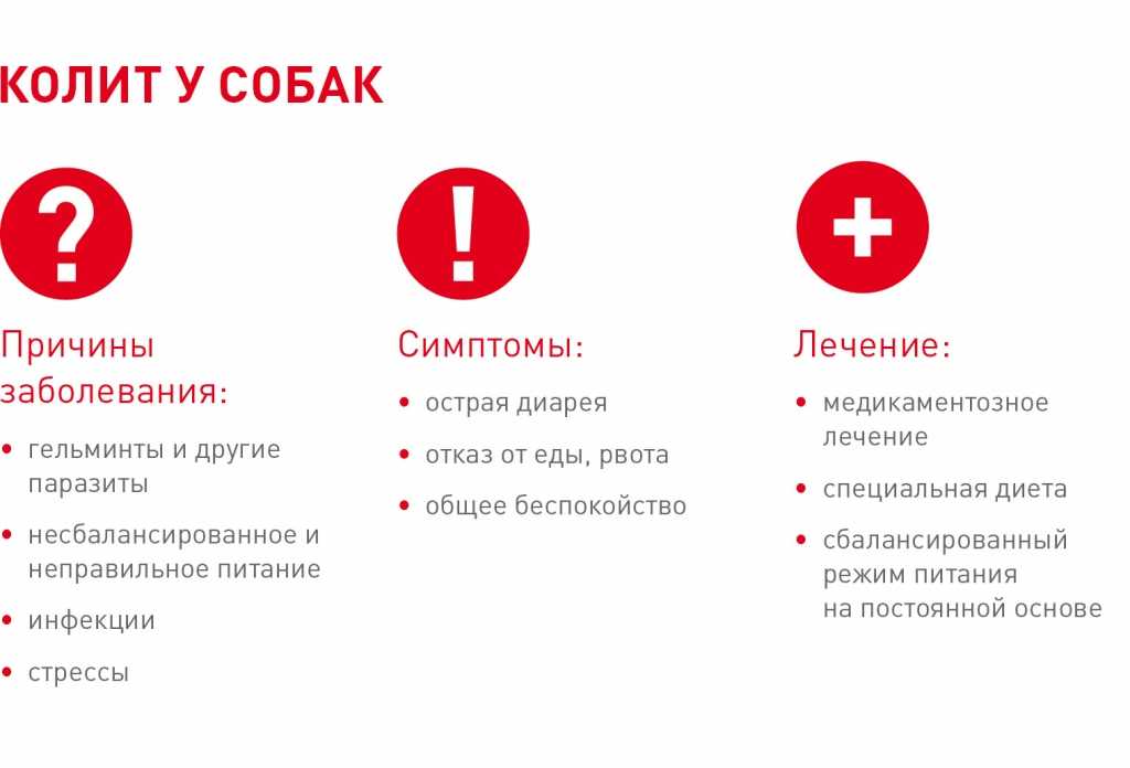 Энтерит у кошек: симптомы и лечение энтерита в домашних условиях