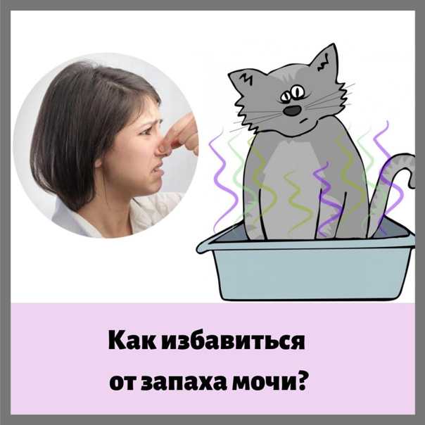 Моча кота стала резко пахнуть: причины, диагностика, лечение | блог ветклиники "беланта"