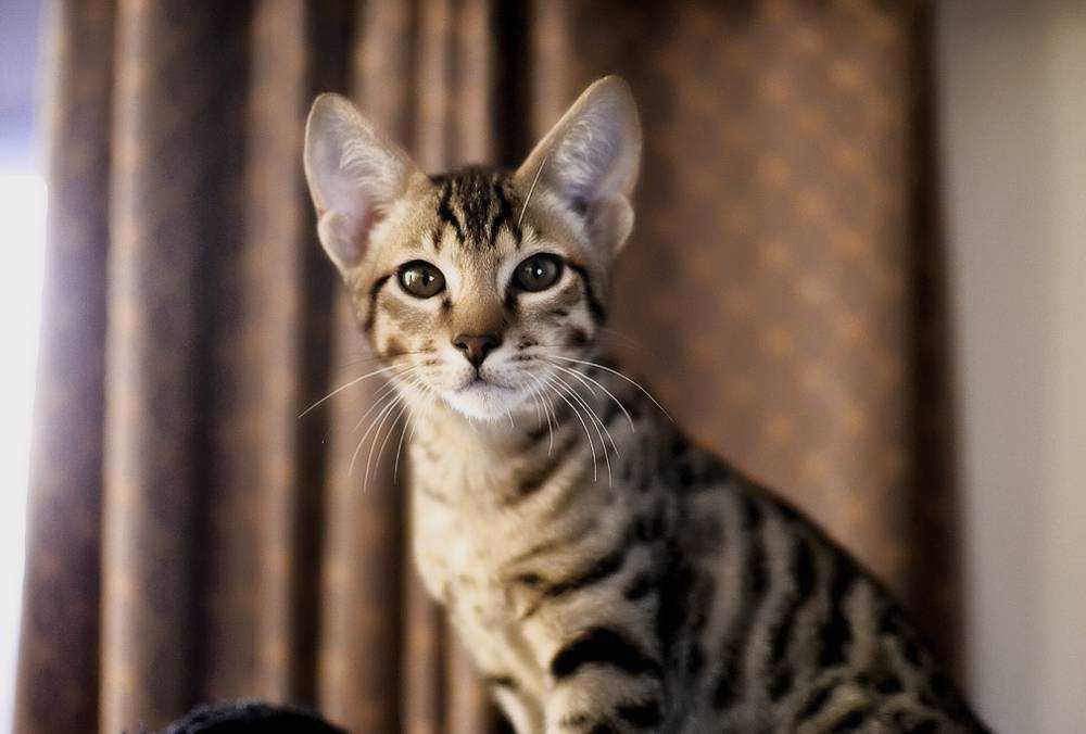 Ашера