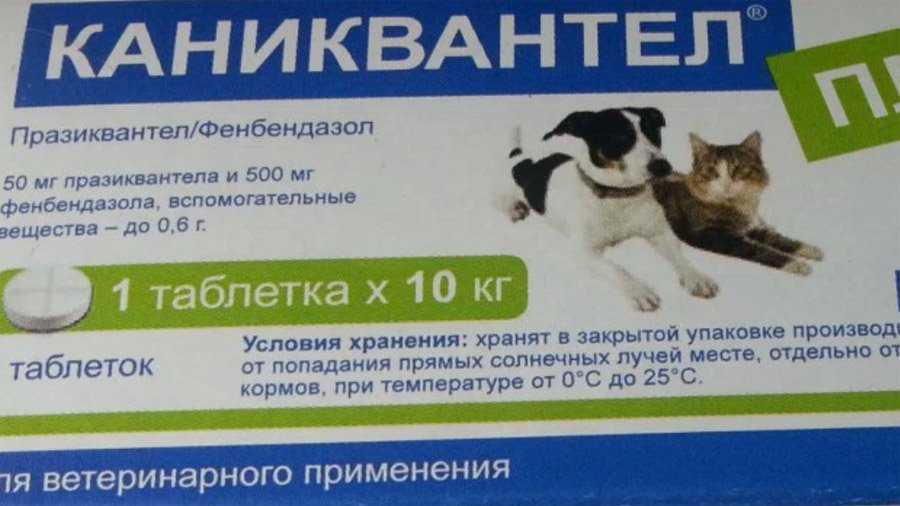 Каниквантел плюс: дозировка и схемы лечения