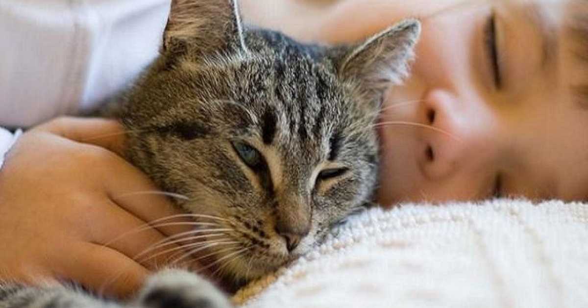 Почему нельзя гладить котиков? - блог напоправку