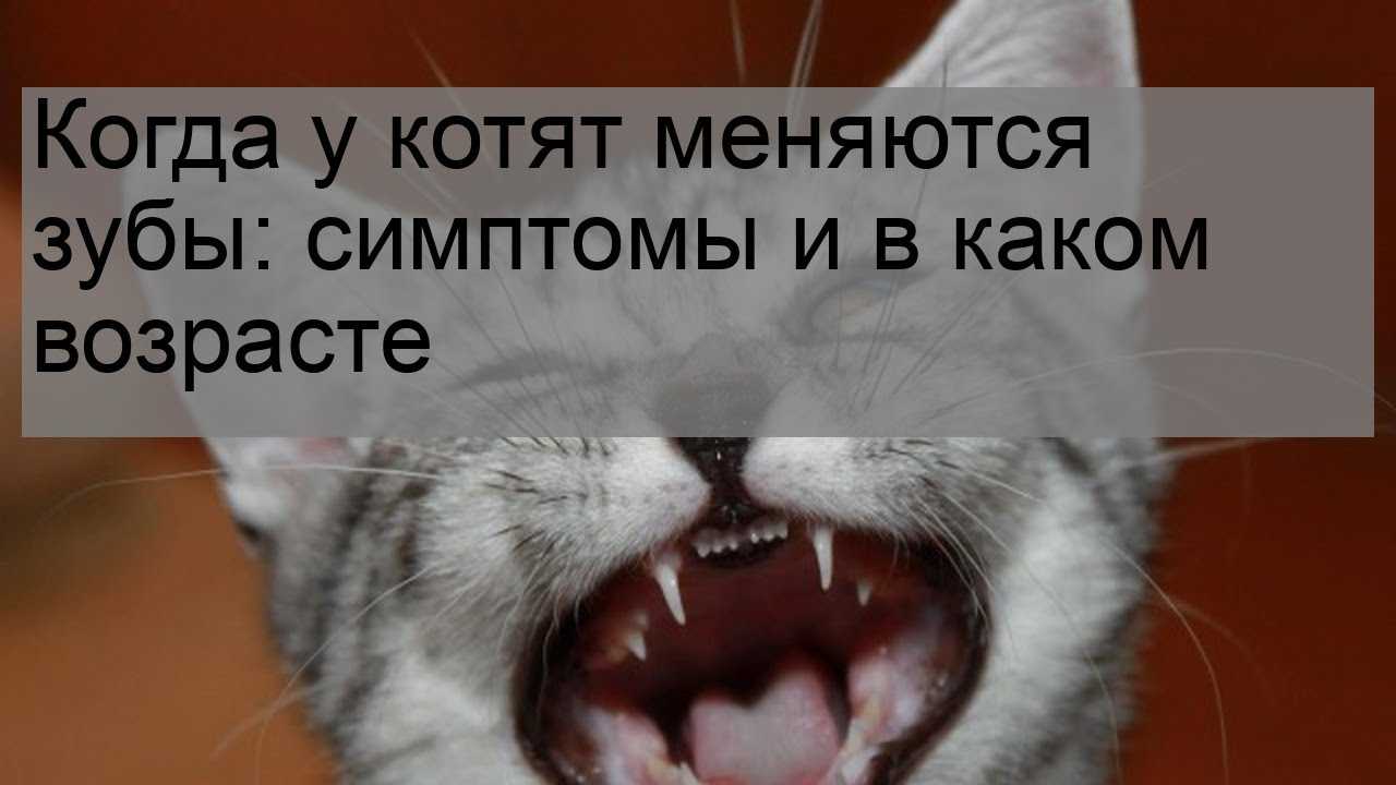 Смена зубов у котят: когда у котят меняются зубы, уход за малышом, возможные осложнения