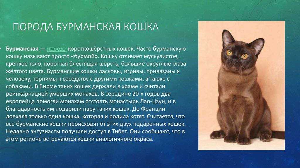 Бурма: фото, описание, характер, содержание, отзывы
