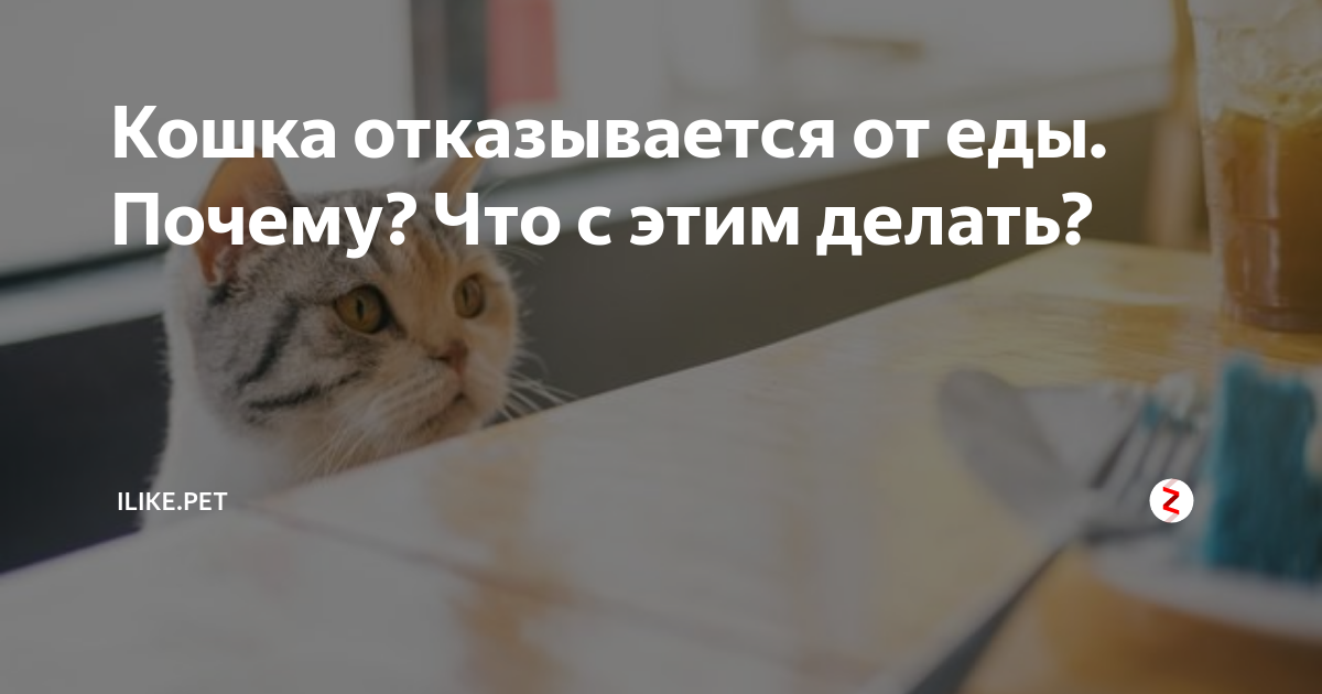 Что делать, если котенок не ест: советы ветеринаров | блог ветклиники "беланта"