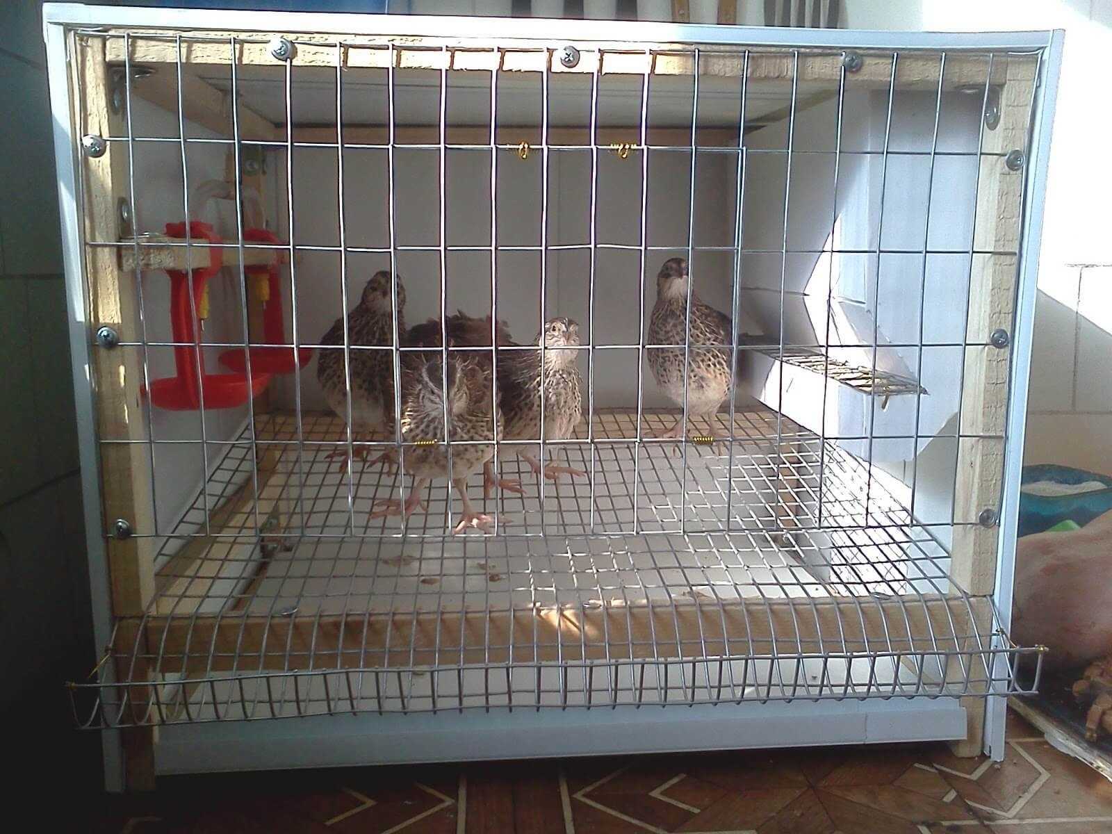 Домашние птицы для содержания в квартире, декоративные и певчие
