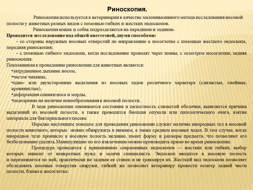 Все про черные корочки на носу у кошек