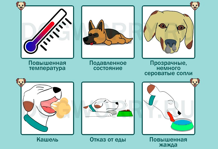 Почему собака чихает и что с этим делать - интересное про собак