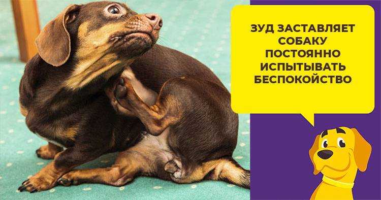 Почему собака чешется? ищем опасные симптомы | ваши питомцы