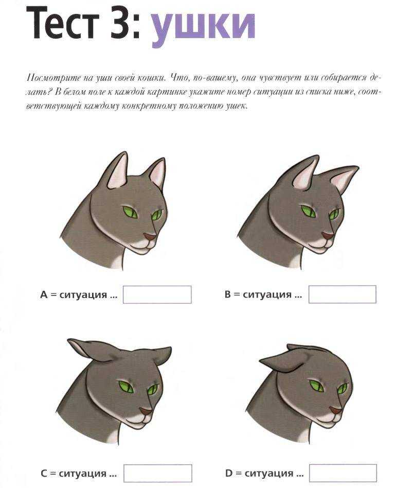 Как понимать кошку — инструкция, как понять, что хочет кошка по хвосту и мяуканью