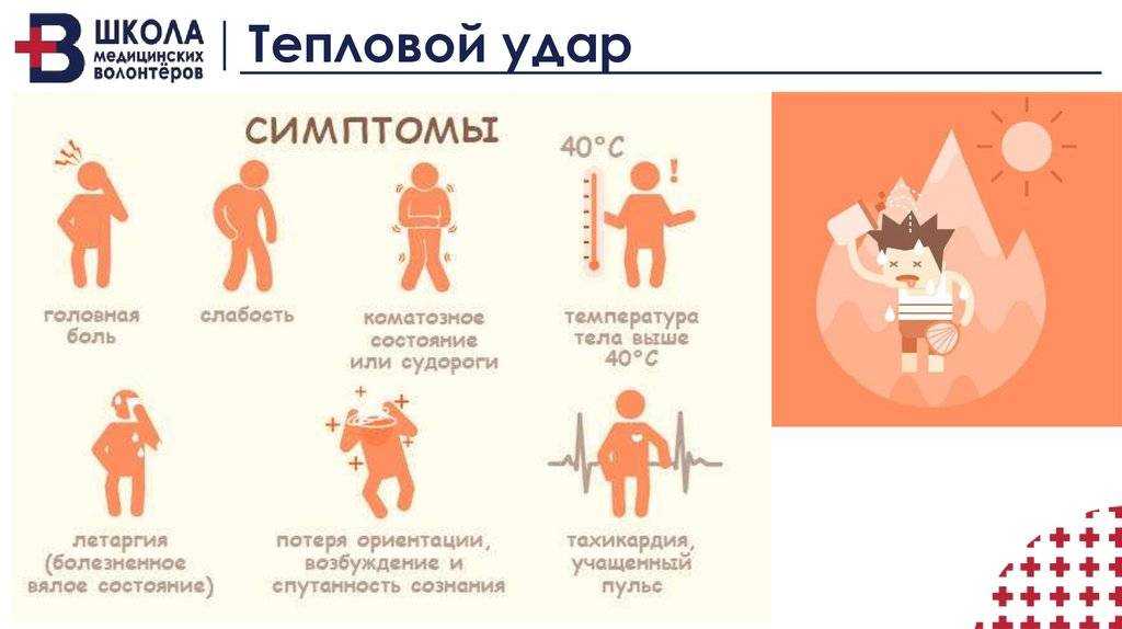 Солнечный, тепловой удар у собаки, кошки, что делать, профилактика - zoosecrets