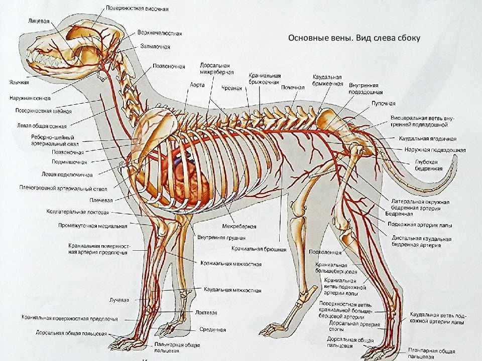 Анатомия собаки: скелет животного и строение его внутренних органов, фото