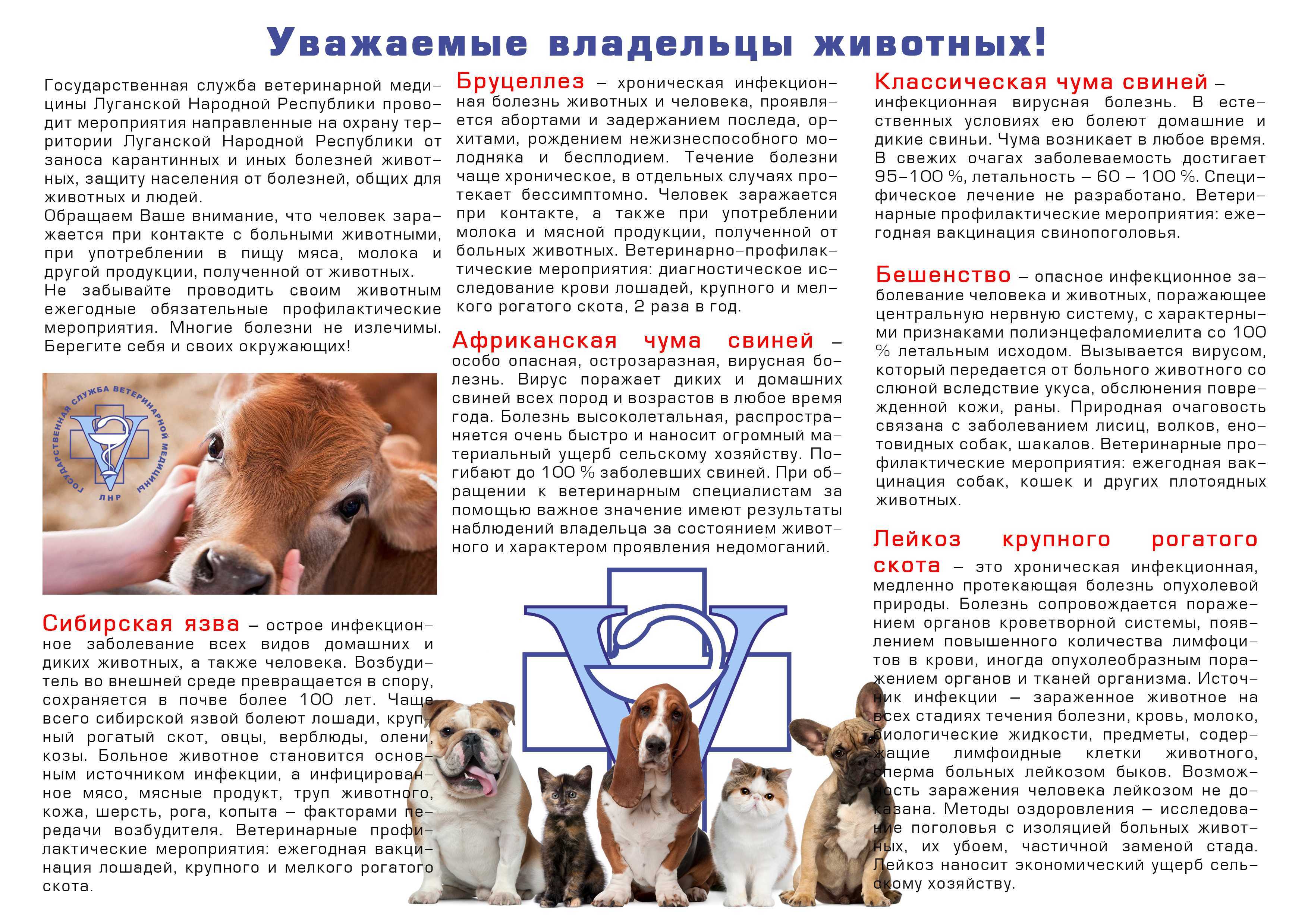 Как понять, что собака заболела - noltrex в ветеринарии.