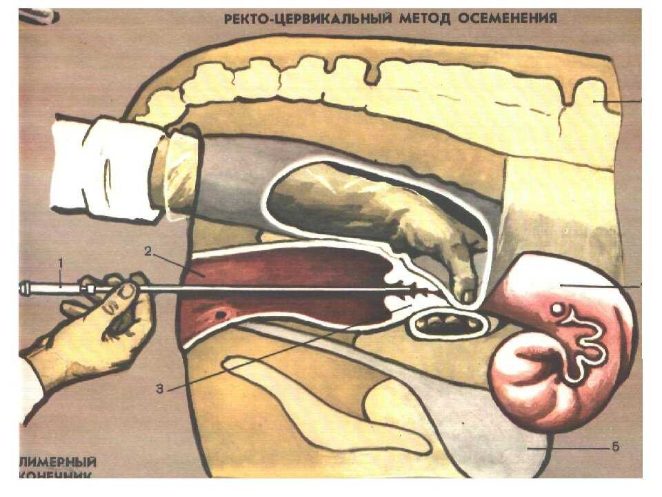 Искусственное осеменение собак в домашних условиях. психологические аспекты вязки. ветеринарный врач марина хитрова