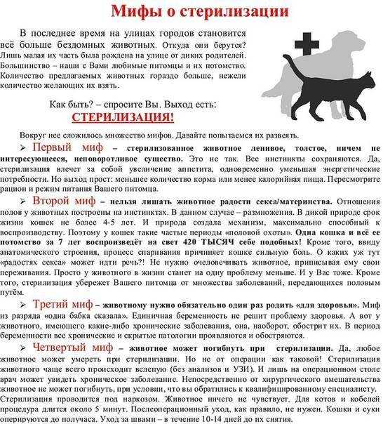 Плюсы и минусы стерилизации кошек: когда лучше проводить и каким методом