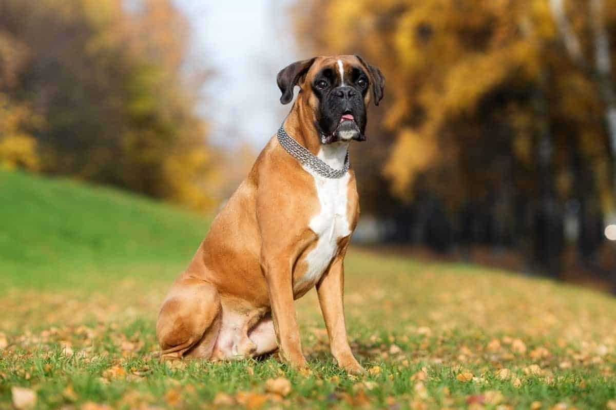Немецкий боксер