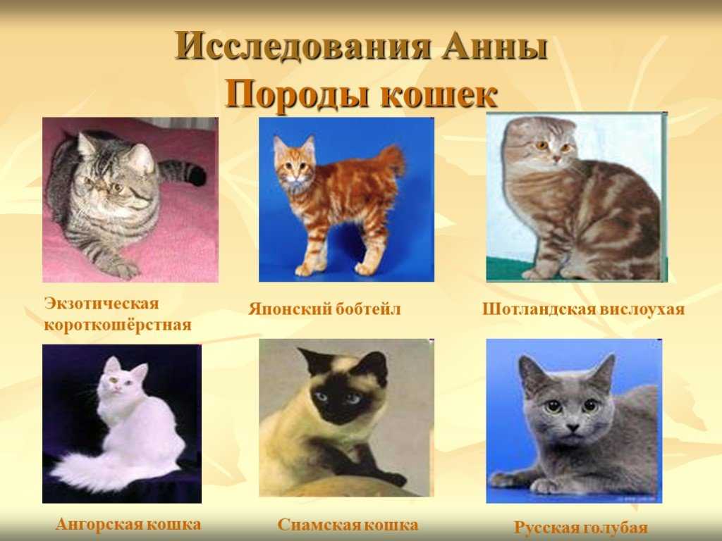 Меконгский бобтейл