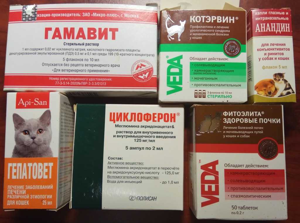Какие обезболивающие препараты разработаны для кошек, что можно дать коту в домашних условиях?