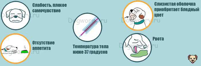 Что делать, если собака проглотила кость, мячик или другое инородное тело?