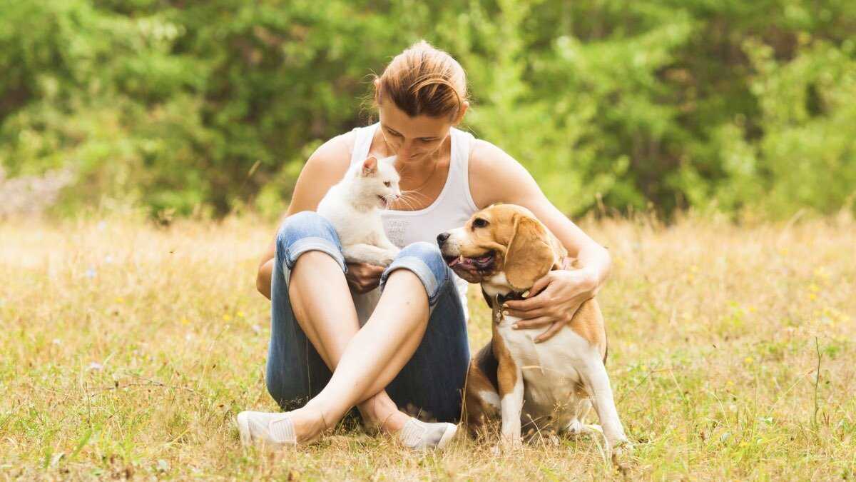 19 причин, почему каждому нужен свой кот