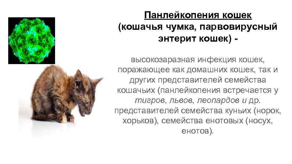 Кошачья чумка (панлейкопения): симптомы, течение, профилактика и лечение болезни