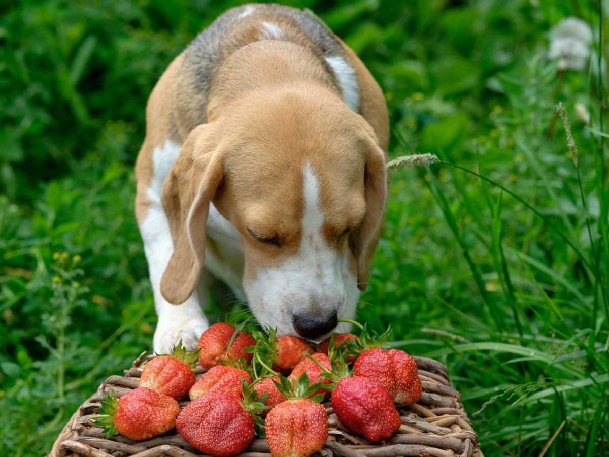 Какие фрукты и ягоды можно собакам | dogkind.ru