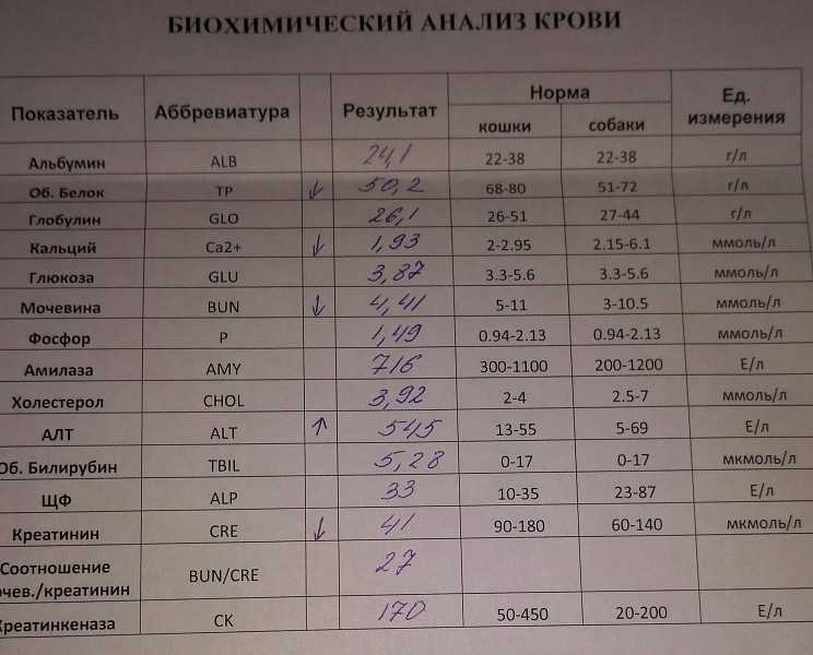 Желтуха у кошек, симптомы и лечение