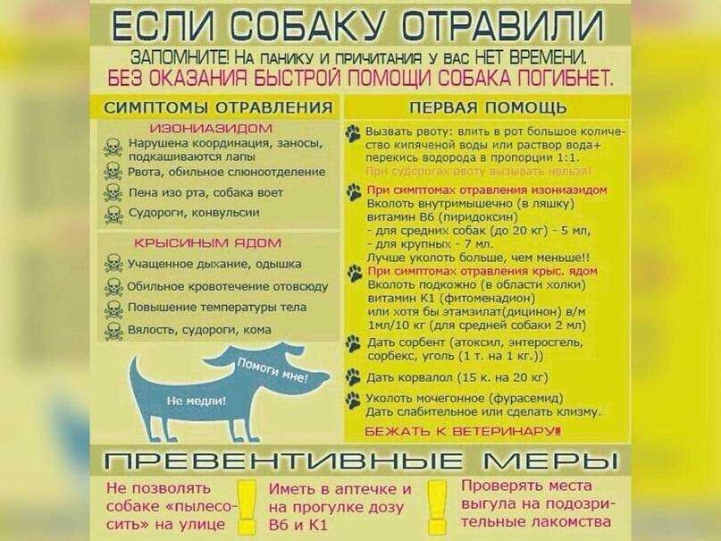 Отравление крысиным ядом у кошек: симптомы и лечение | ваши питомцы