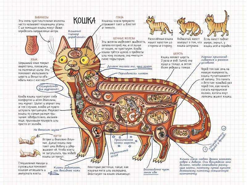 Краткий экскурс в мир кошачьей анатомии |