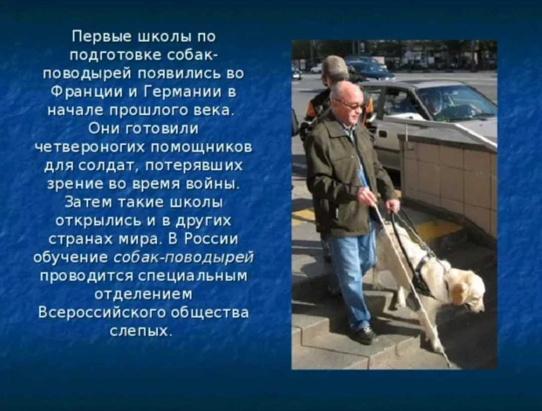Топ 10 самых умных собак в мире | | на всякий случай