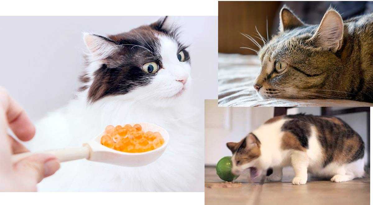 Котёнок не ест: причины и необходимые меры
